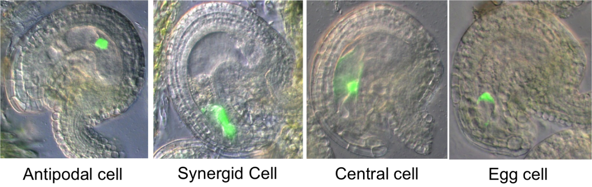 GFP staining of cells of the female gametophyte