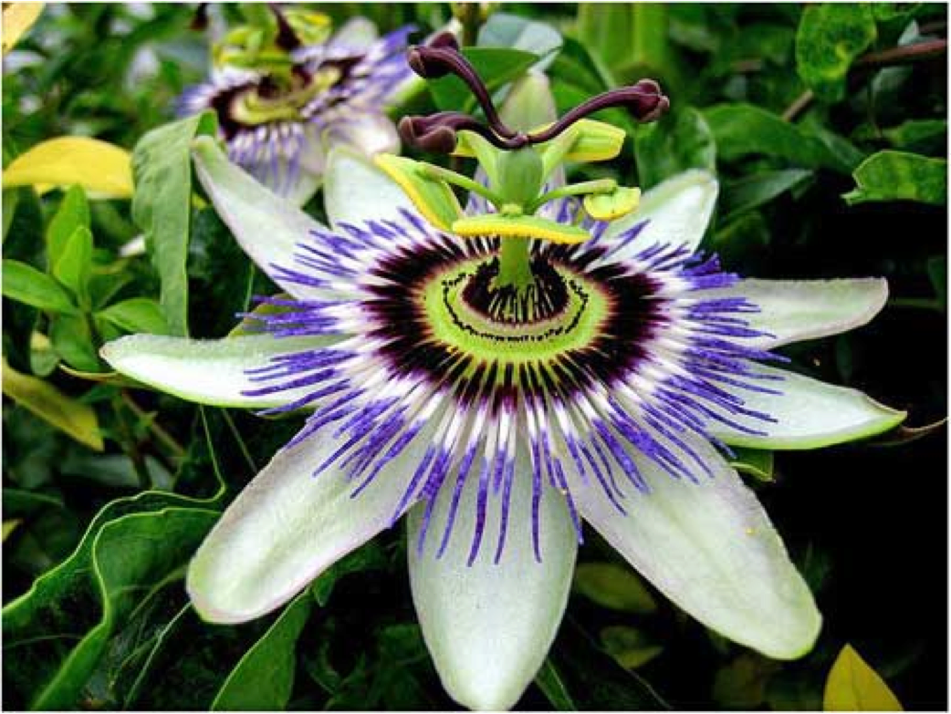 Passionfruit vine