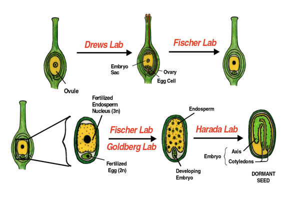 The seed institute collaboration