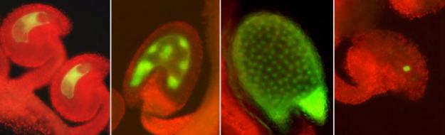 Arabidopsis ovules and seeds stained with GFP.  From left: MEDEA::GFP in the ovule,  MEDEA::GFP in early endosperm development of the seed, MEA::GFP in the endosperm of the maturing seed, DEMETER::GFP in the central cell of the ovule.  From Choi Y et al., 2002 (2002)