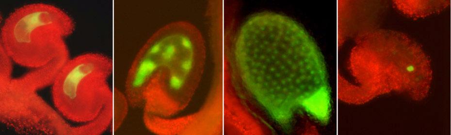 Arabidopsis ovules and seeds stained with GFP.  From left: MEDEA::GFP in the ovule,  MEDEA::GFP in early endosperm development of the seed, MEA::GFP in the endosperm of the maturing seed, DEMETER::GFP in the central cell of the ovule.  From Choi Y et al., 2002 (2002)