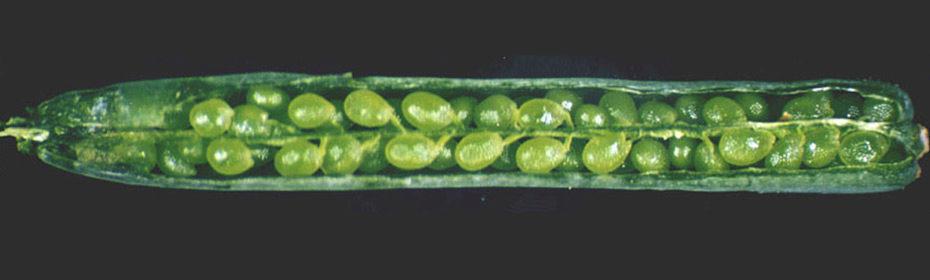 A wild-type arabidopsis silique, showing a full cohort of developing seeds