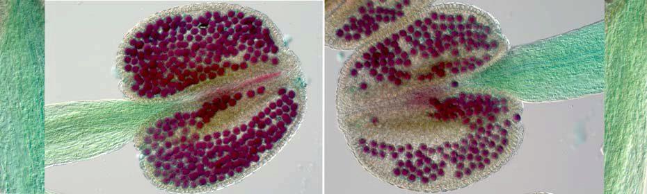 Pollen grains stained purple with Alexander stain, demonstrating their viability