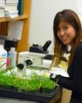 Denisse Rojas working with Arabidopsis in Fischer Lab